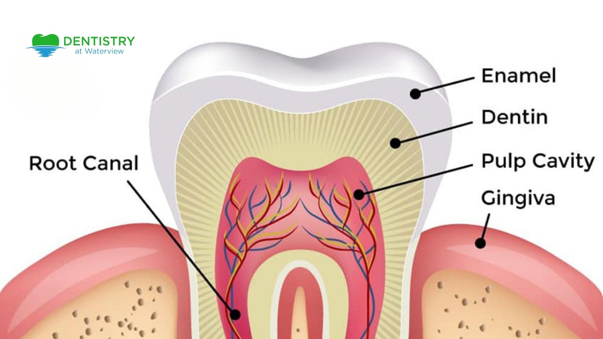 Enamel and Dentin